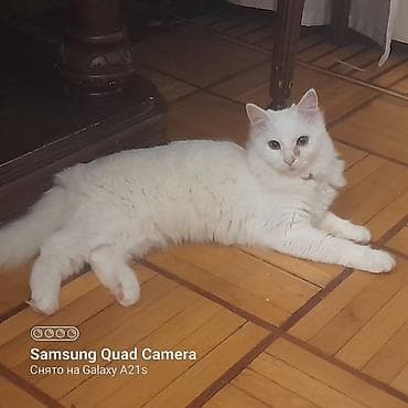 Gəmiricilər: Yaxşı əllərə — 6