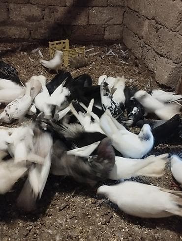 xaski sekileri: Ev göyərçinləri – müxtəlif rəng və naxışlarda sürü Məhsul təsviri: - — 4
