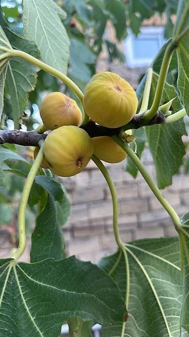 torpaq sahesi satilir: 9 sot, Tikinti, Mülkiyyətçi — 3