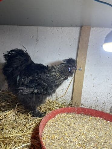 3 toyuq 3 gune 3 yumurta: Toyuq, Damazlıq, Ünvandan götürmə — 2