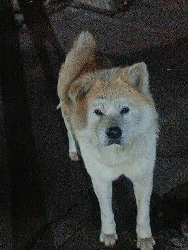 Akita-inu lalafo.az -da Akita-inu