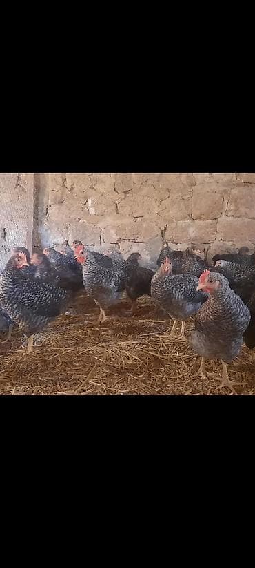 herati fərəsi: Toyuq cücələri, Damazlıq, Ünvandan götürmə — 2