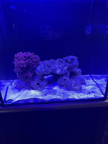 Quşlar: Hazir okean akvariumu satilir icinde dashi qumu 3 ilbizi musherom — 9