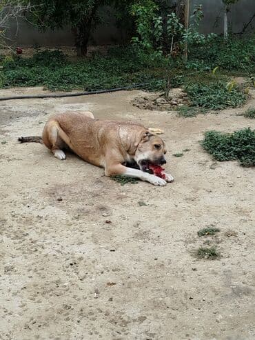 it satişi: Qurdbasar, 3 il — 2