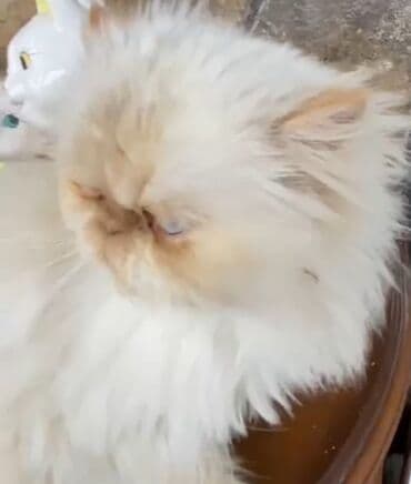 anqor pişik: Fars, Dişi — 2