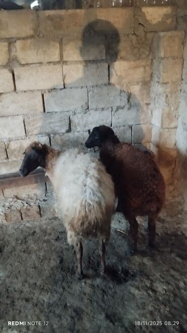 Quzu, Erkək, ay: 1, Ətlik, Damazlıq, Ünvandan götürmə