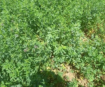 heyvanlar quşlar: Hal hazirda Yonca (Medicago sativa) becerilib 3 hektar torpaq sahəsi — 4