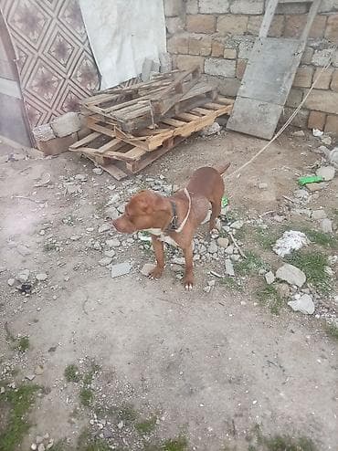 tüklü itler: Pitbul, Erkek — 1