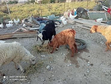 kecı: Super damazlıq heyvanların satışı var.kimə maraqlıdır büyüsün.ana bala — 8