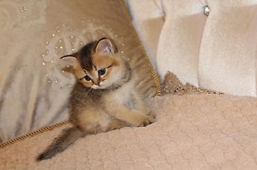 tüksüz pişik: Britan, Erkək, Dişi — 10