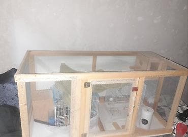 heyvan adlari: Salam quşlar üçün yuvadır təmiz taxdadan içərisində quş yumurtlaması — 2