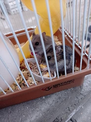 Hamsterlər və komplekt qəfəs seti - Növ: Cırtdan hamster (3