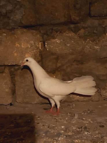 quslar: Salam temiz eni quyurugdu baladi — 5