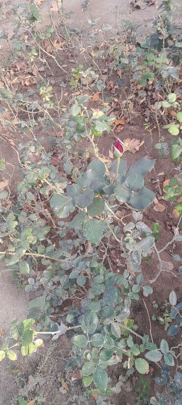 bag ucun agaclar: Məhsul: Gül kolları (qızılgül fidanları) Təsvir: - Açıq torpaq və ya — 3