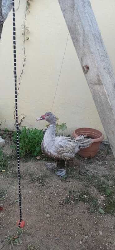 zumrud ordək: Məhsul: Moskovi ördəkləri (iki baş) Xüsusiyyətlər:1 krasnadar erkey — 1