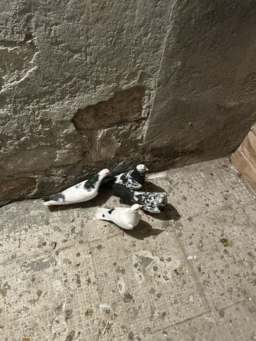 cau cau qiymeti: Kom 10
Manatdan tek tek ayri qiymetdi — 5