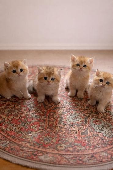 Qızıl şinşilla, Yaxşı əllərə