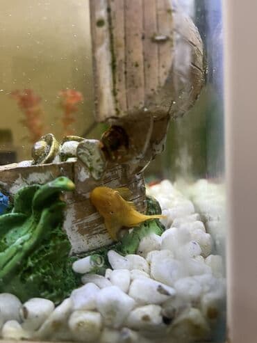 Грызуны: Akvaryum komplekti İçində 2 ədəd pilesos balıqla birlikdə satılır — 10