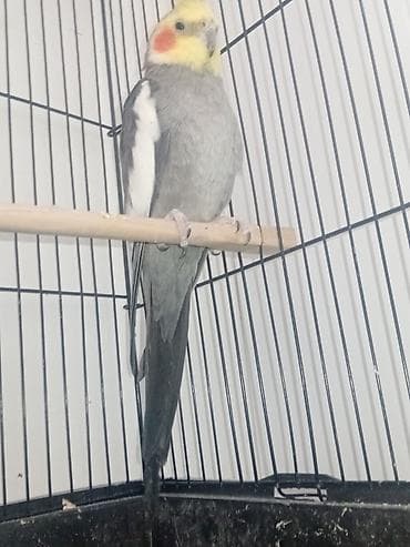 tap az ev quslari: Cütdür Real alıcıya endirim olacaq 2 3 günə yumurtlayacaq Nimfa — 2