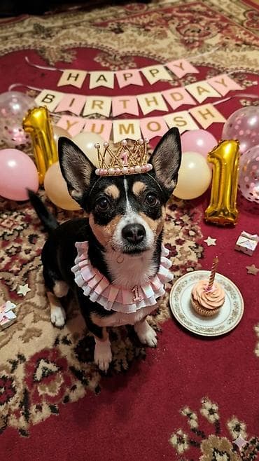 azerbaycanda it adlari: 1 il, Dişi — 4