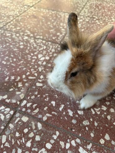 Akvariumlar: Satılır: İki sevimli karlik dovşan balası 🐇.Dişi dovşanımız ağ rəngdə — 1
