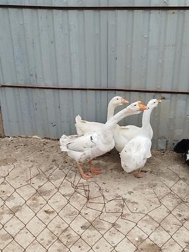 kənd cücəsi: Yumurtlayan qazlardır - Növ: ağ yerli qazlar (narıncı dimdik və — 4