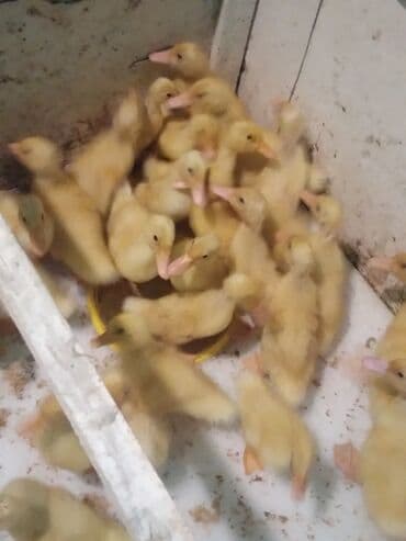 Ножи: Satışda: ördək balaları - Növ: sarı tüklü, sürətlə böyüyən — 3
