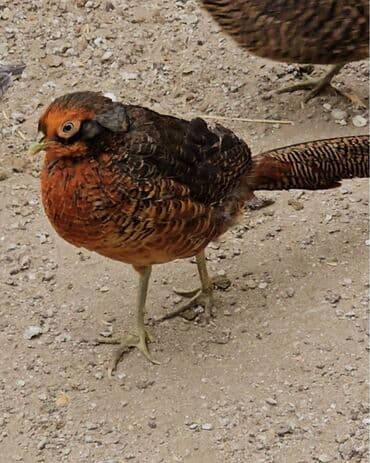 dekarativ quşlar: Gizili girgovul ərkəyi satilir gimət birinə ayiri — 1