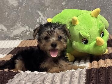 york terrier: Yorkşir teryer — 4