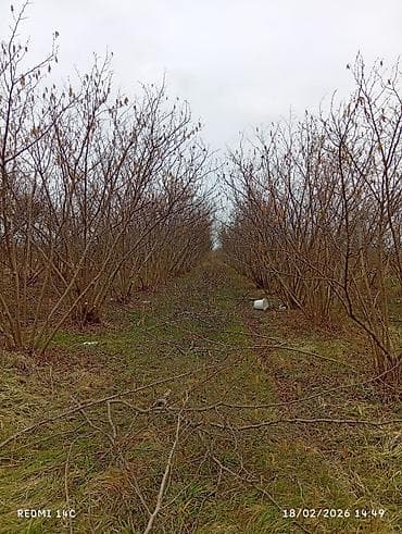 Qarajlar: Kənd təsərrüfatı, Kommunal xətlər qoşulmayıb — 1