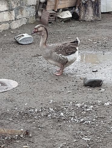 Куры: Самка, | Xolmoger, Для разведения, Платная доставка — 3