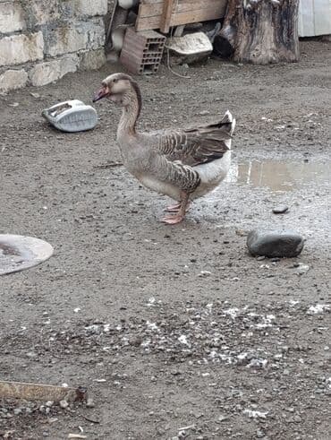 Atlar: Dişi, | Xolmogor, Damazlıq, Ödənişli çatdırılma — 3