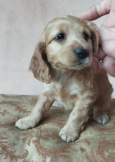 hamster.kom: Koker spaniyel, 1 ay, Erkek, Sənədli — 6
