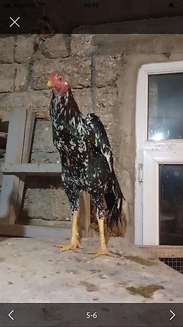 sani kecisi: Xoruz, il: >5 — 1