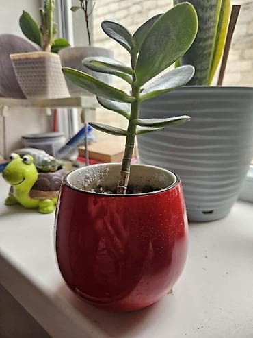 Sukulent və kaktus kolleksiyası – kiçik saksılarda Tərkib: - Crassula