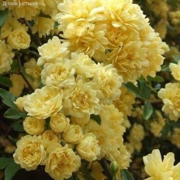 go green roto 43: Ledi benks tikansız sarmaşıg qızıl guller 10azn 15azn 20azn arasında — 2