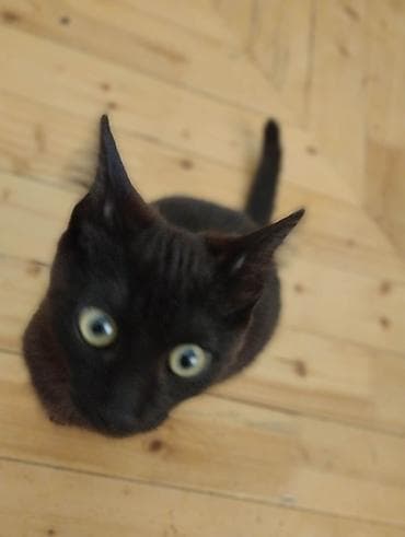 bala afçarka: Yaxşı əllərə — 8