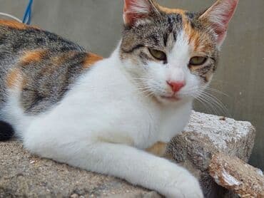 отдам кошку в хорошие руки: В добрые руки — 3