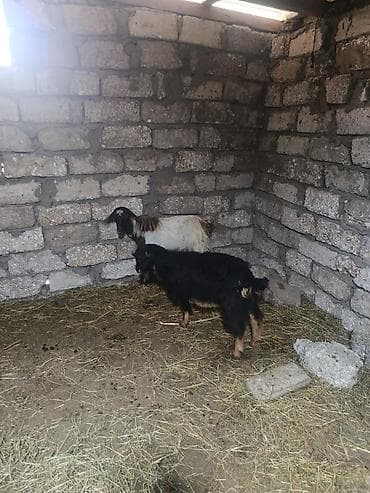 keci: Binə qəsəbəsi — 2