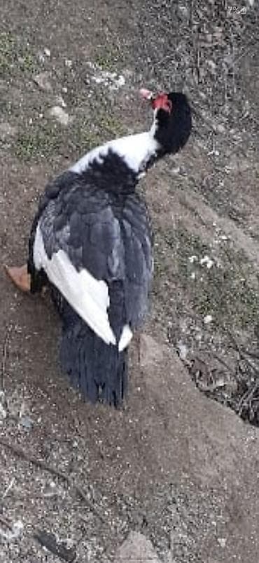 Другие с/х животные: Mullard (musk ördəyi) – qara-ağ rəngli, iri bədənli. Xüsusiyyətlər: - — 3