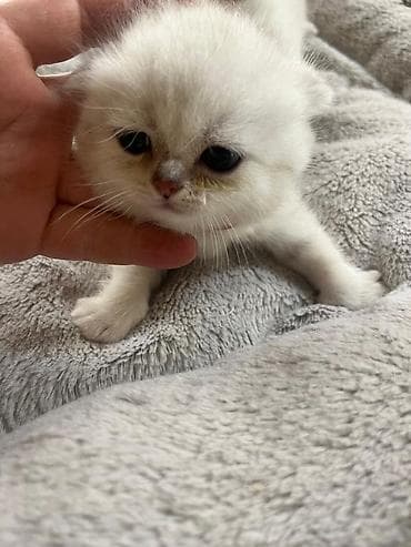 Золотая шиншилла — 2