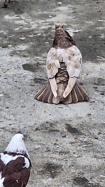 goyerçin: Ebres boyunlar 40 manat iran agbas erkey 20 manat — 10