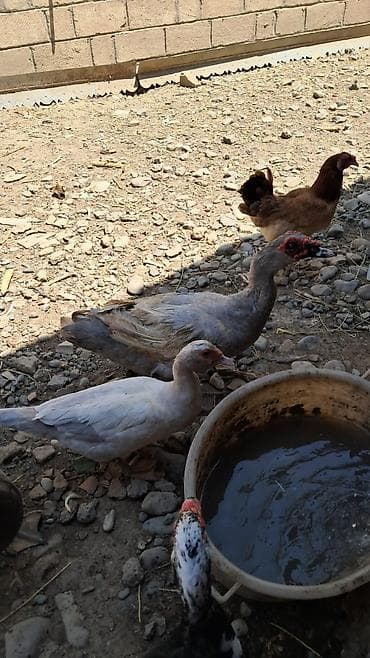 rengli quslar: Qiymət dişilərə aitdir. təmiz qan qara zümrüdü erkek 45 Lavanda — 9