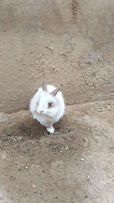 dovsanlar: Dişi dovşan. 8ayliq. endirim yoxdur — 1