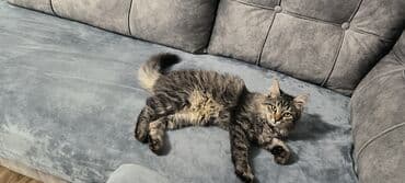 сколько стоит щенок чау чау: Sibir, Dişi, Yaxşı əllərə, Ünvandan götürmə — 2