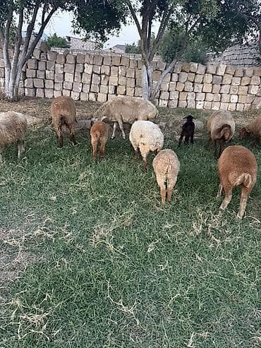 quzu qoyun: Qoyun və quzu sürüsü - Təsvir: Şəkillərdə qarışıq rəngli (ağ — 3