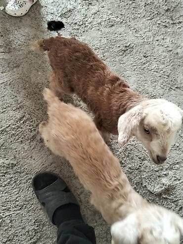 Mal-qara: Çəpiş iki eded bir aylıq südlə baxiliq cins kecinin balasidi.unvn — 1