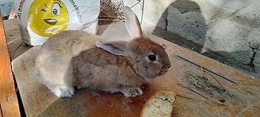 samoyed balasi satilir: Ev dovşanı - Ana Dovşan, Boyuk ev dovşanı - Rəng: açıq-qəhvəyi — 2