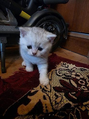 gold pisik: Şinşilla, Erkək — 5