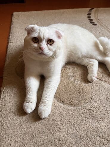 lal ordək balasi: Britan, Erkək, Ünvandan götürmə — 1